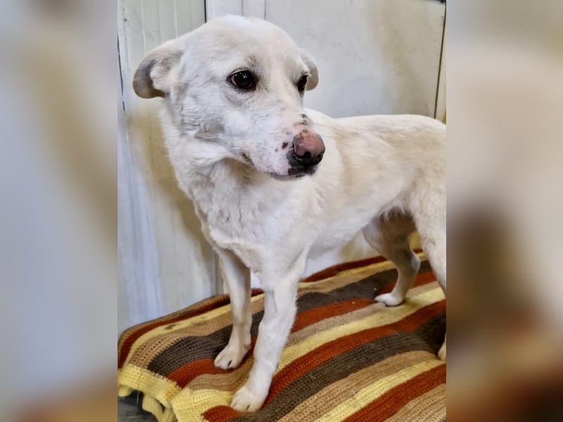 Dankbare, sanfte Blanche