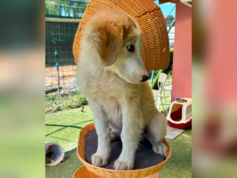 Tino, kleines Eisbärchen sucht sein Glück