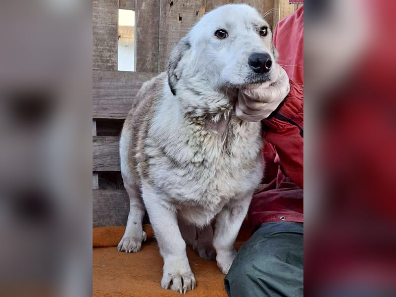 Vorsichtiger Junghund Frodo sucht ein geduldiges Zuhause