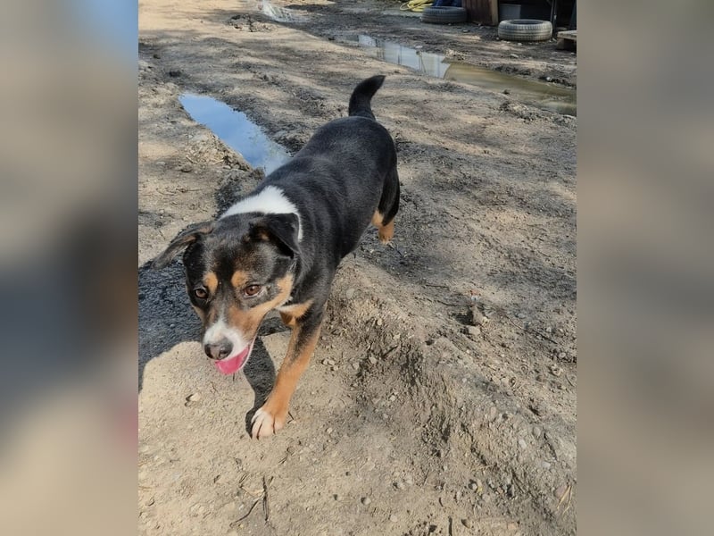 Franjo, sanfter Hundejunge sucht Menschen mit Herz und Geduld