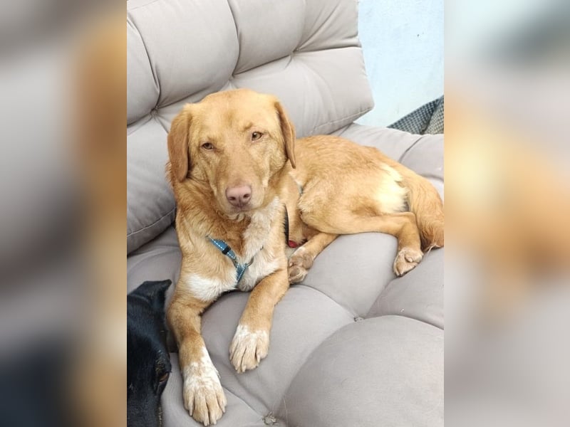 Herzenshund Tosca sucht ihr Für-immer-Zuhause!