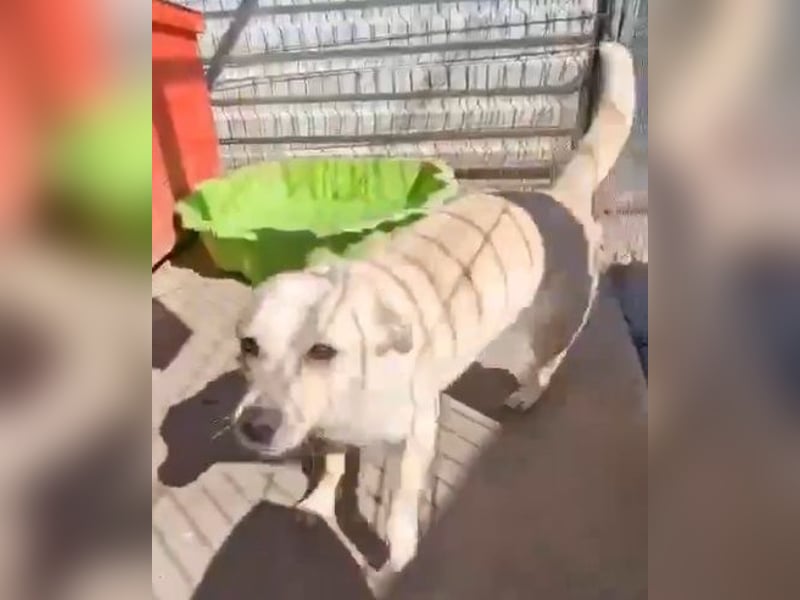 Junghund Boots hat sein Frauchen verloren
