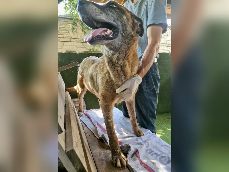 Cody, bitte lass das Shelter nicht seine Endstation sein...