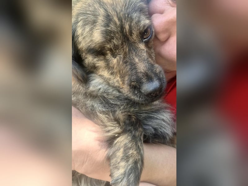 Ronja – kleine Kämpferin sucht ihr Happy End