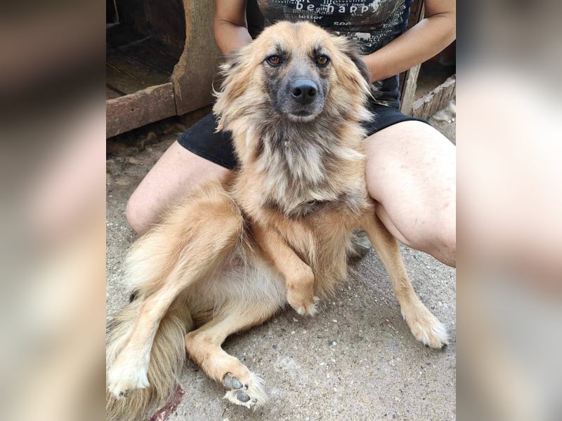 Freundliche Linda ist verspielt und verträglich