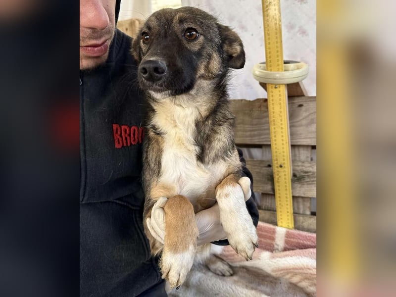 Akima sucht ganz viel Liebe