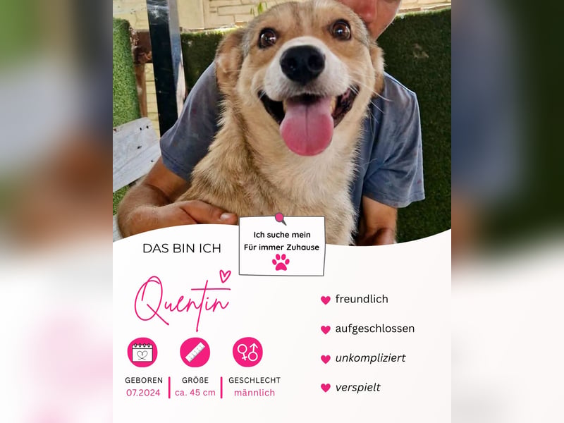 Freundlicher Quentin sucht seine Herzensmenschen