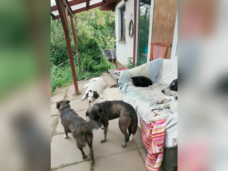 Liebenswerte Lisbeth wartet auf ihre Familie