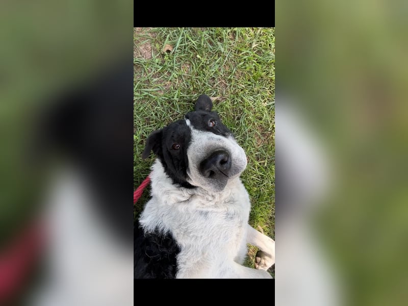 Rabies, ein Traumhund