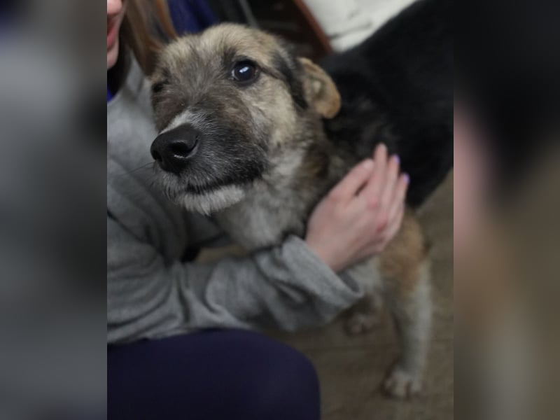 ⭐️OLIVIA⭐️, entspannte Hündin, 2 Jahre, 50 cm, Mischling, Tierschutz Rumänien