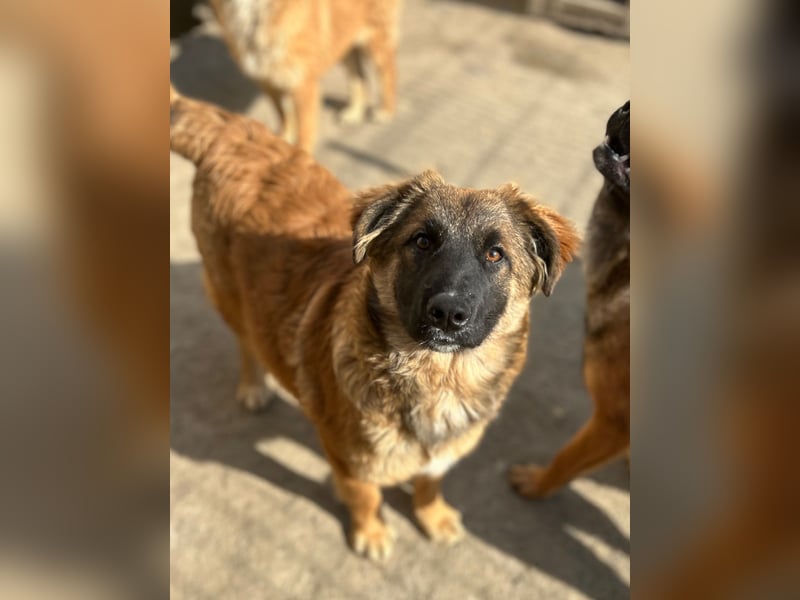 ⭐️TUTU⭐️, Malinois-Mix, Hündin, 8 Monate, ca. 53 cm, Mischling, Tierschutz