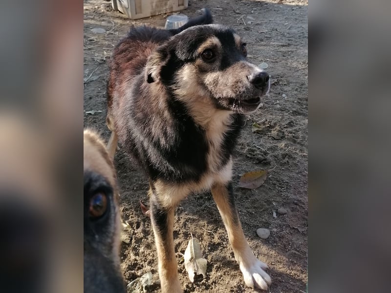 ⭐️SAERO⭐️toller Familienhund, Rüde, 4 Jahre, 46 cm, Mischling, Tierschutz