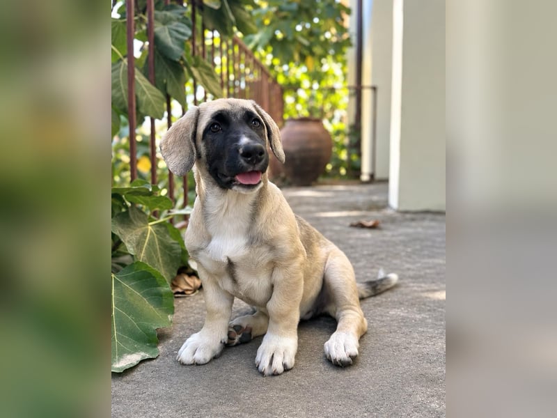 Birdie aus unserem Vogel Wurf wartet in Portugal auf dich!
