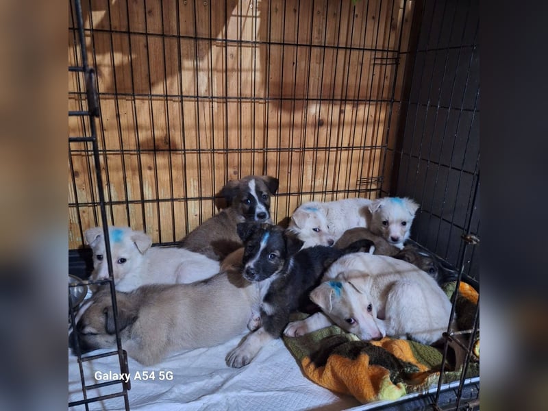 Welpenjunge 273741 möchte gerne zu DIR reisen