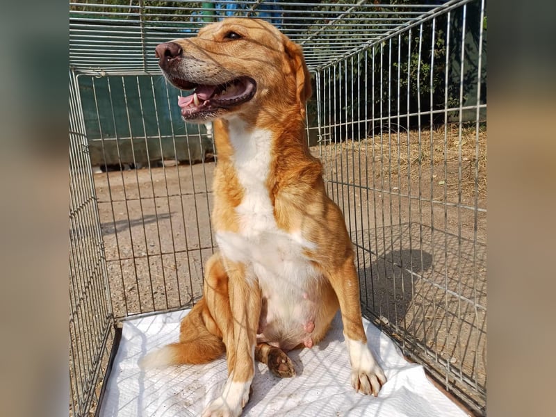 Sanfte Hündin 468316 sucht ihr eigenes Körbchen