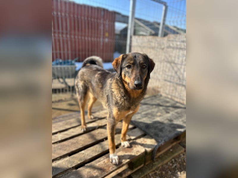 AMY, liebes Leckermäulchen, 2 Jahre, 45 cm, Mischling, Tierschutz Rumänien