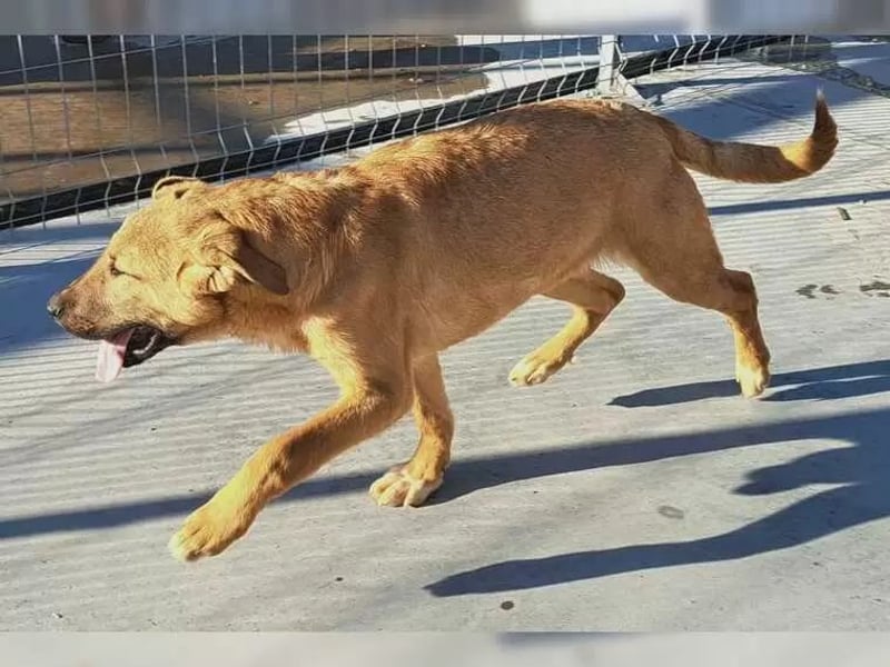 Jundhund Pablo möchte Rumänien ganz schnell verlassen
