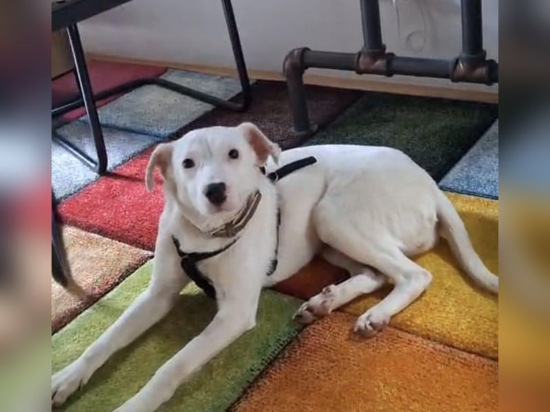 ARTEMIS, liebe Lakritz-Nase, 1 Jahr, 40 cm, Mischlingsmädchen, Tierschutz, Pflegestelle 53773