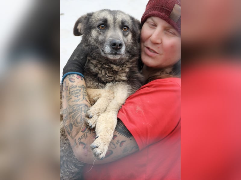 GREY, schöne Hundeseele, 4,5 Jahre, 50 cm, Mischling, Tierschutz Rumänien