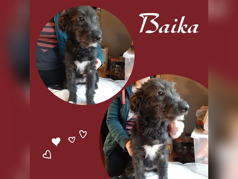 Baika sucht dringend ihre Menschen!