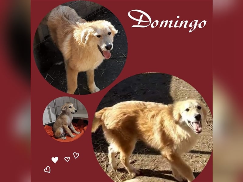 Domingo möchte seine Familie finden