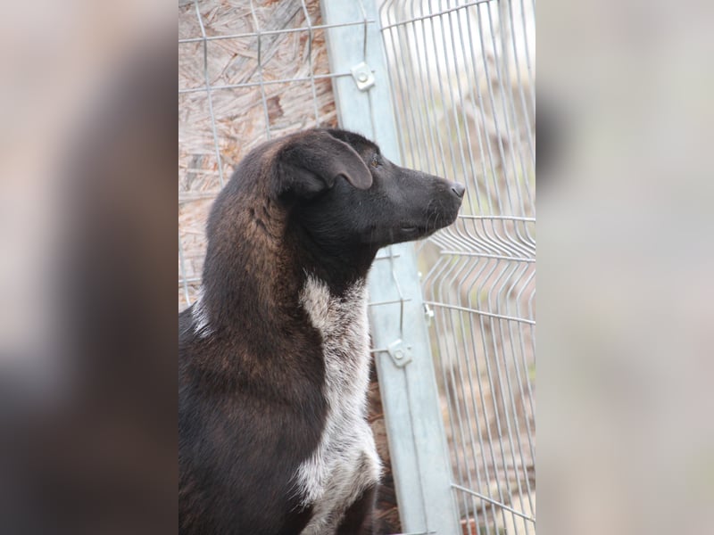 ⭐️SMOKY⭐️, sportlicher Rüde, 1 Jahr, 46 cm, Mischling, Tierschutz