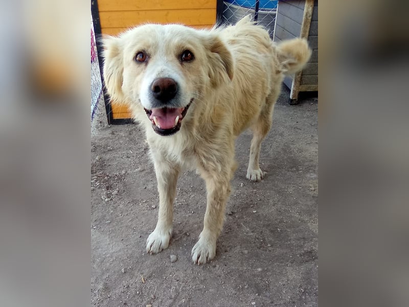 FINCHEN, Herz aus Gold, 5 Jahre, 45 cm, Mischlingshündin, Tierschutz Rumänien