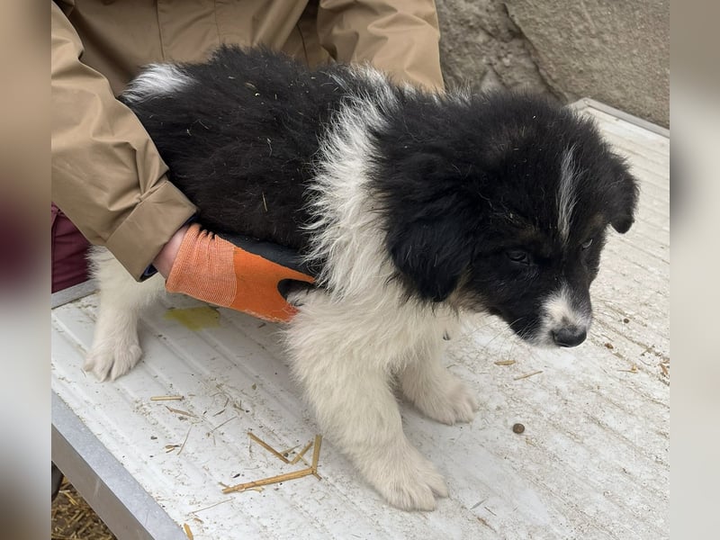 SARINA, Schmuse-Welpin, 3 Monate, 28 cm, Mischlingsmädchen, Tierschutz Rumänien