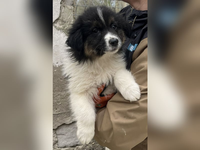 SARINA, Schmuse-Welpin, 3 Monate, 28 cm, Mischlingsmädchen, Tierschutz Rumänien