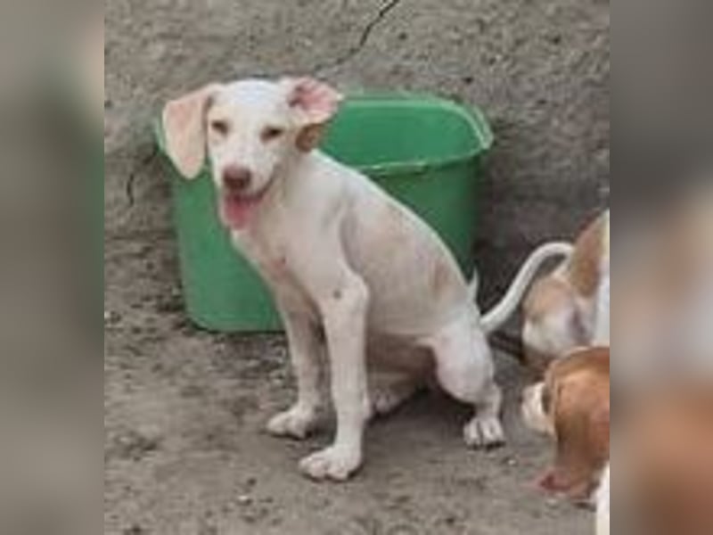⭐️KETURA⭐️, gut gelaunte Hündin, 8 Monate, im Wachstum, Mischling, Tierschutz
