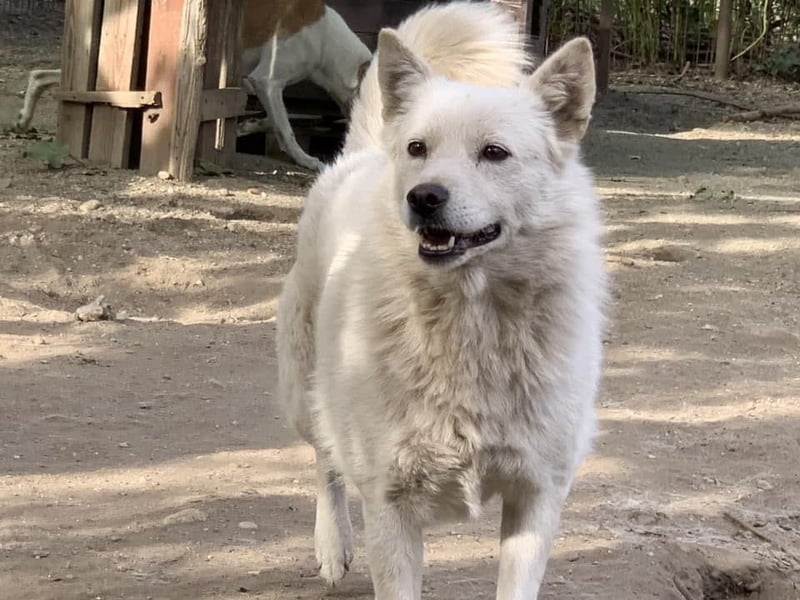 Die bezaubernde LISA sucht ihre Menschen-1