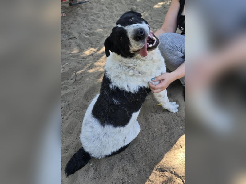 Rabies, ein Traumhund