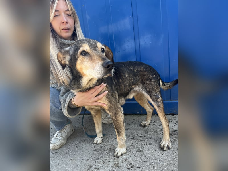 Akela möchte noch einmal Glück und Geborgenheit erleben