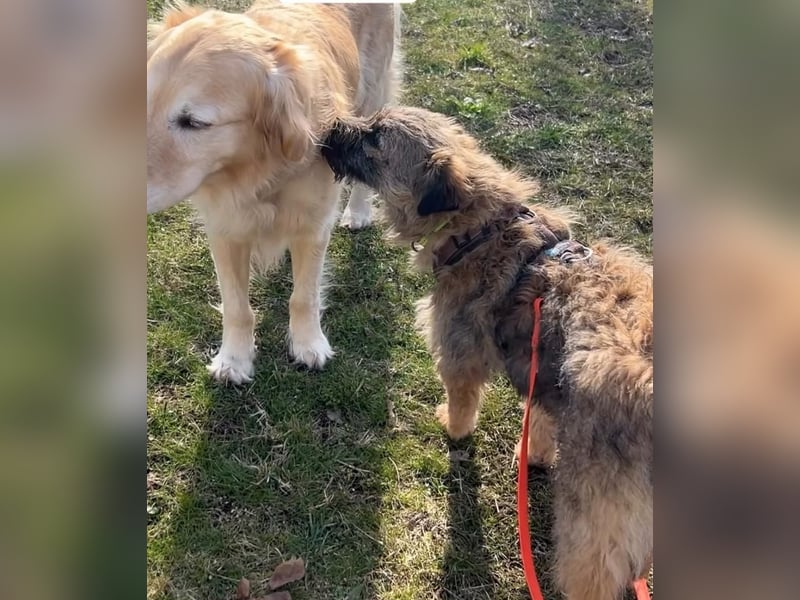 HEARTY, zuckersüßes Spielkind, 1 Jahr, 41 cm, Mischlingsmädchen, Tierschutz Rumänien