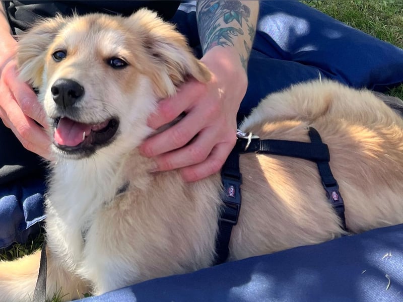 KORBEL, schlauer Schatz, 5 Monate, 41 cm, Mischlingsjunge, Pflegestelle 51503, Tierschutz Rumänien