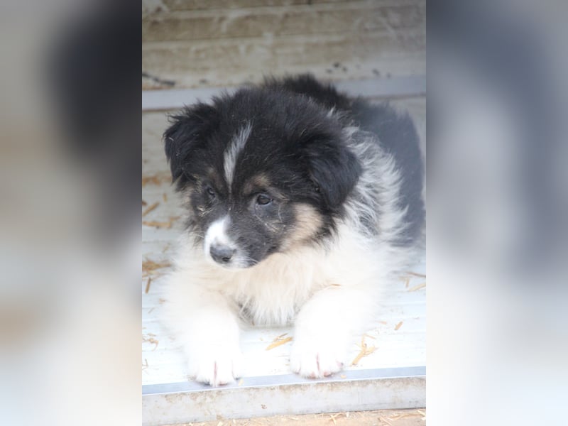 SARINA, Schmuse-Welpin, 3 Monate, 28 cm, Mischlingsmädchen, Tierschutz Rumänien