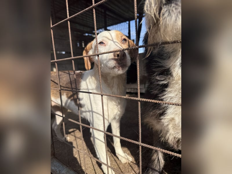 Picúr wartet schon so lange auf ihr Zuhause