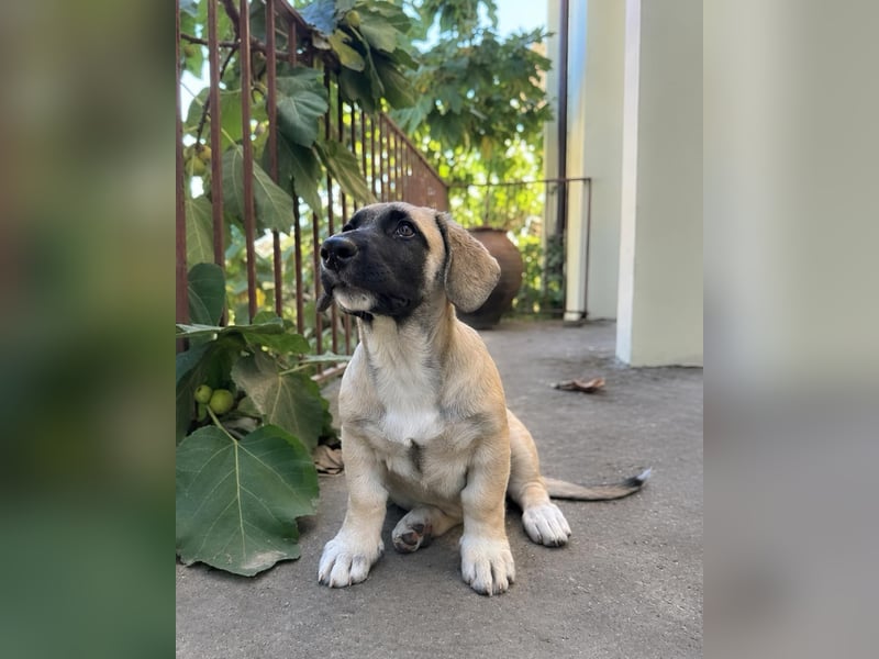 Birdie aus unserem Vogel Wurf wartet in Portugal auf dich!