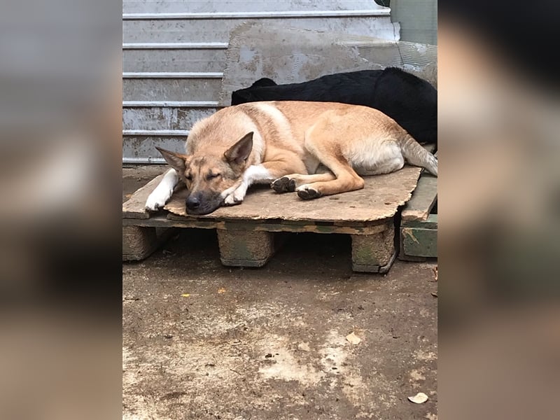 APOLLO wartet im Tierheim auf sein zuhause