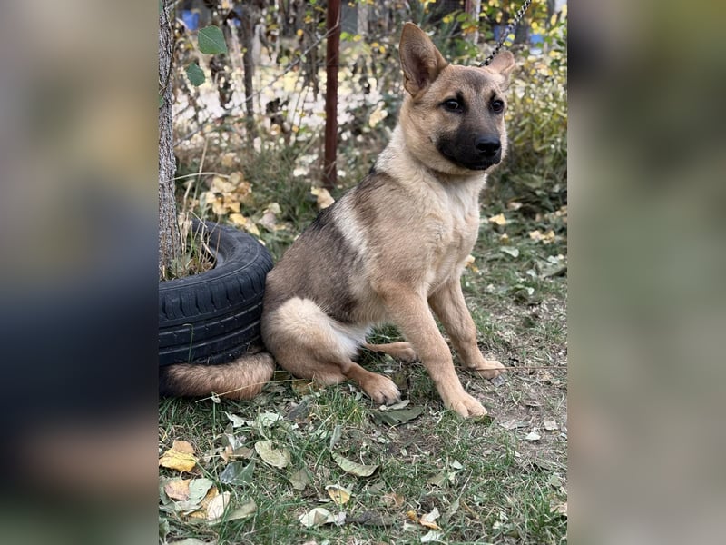 Lita ist ausreisebereit – wer öffnet sein Zuhause?