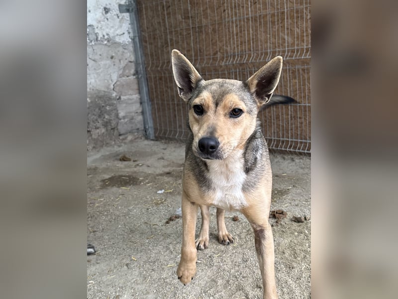 ⭐️ORFI⭐️, reizender Hundejunge, 2 Jahre, 42 cm, Mischling, Tierschutz Rumänien
