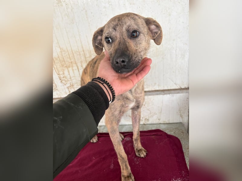 LIV, pure Liebe, 1 Jahr, 40 cm, Mischlingsmädchen, Tierschutz Rumänien, Pflegestelle 46359