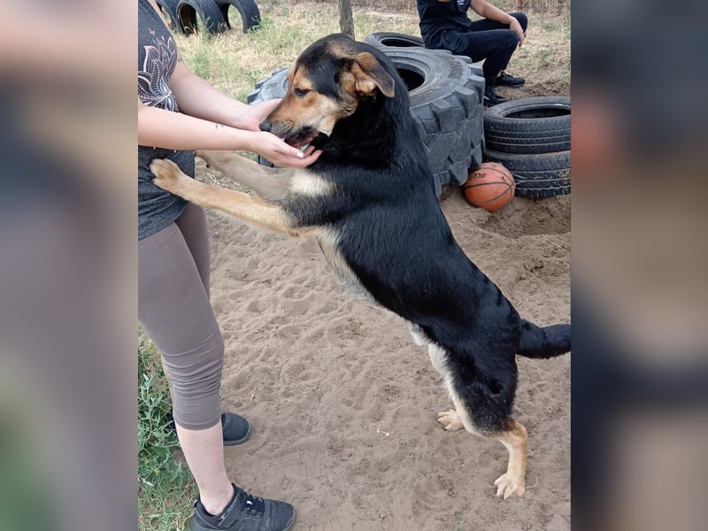 Kerubin, toller Hundemann