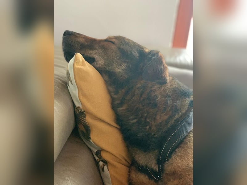 XORO, Goldstück, 1,5 Jahre, 50 cm, Mischling, Pflegestelle Hennef, Tierschutz Rumänien