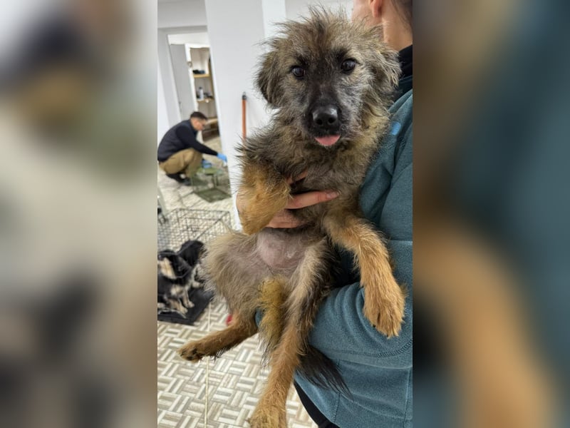 ⭐️Hearty⭐️, Herzensbrecherin, Hündin, 11 Monate, 38 cm, Mischling, Tierschutz