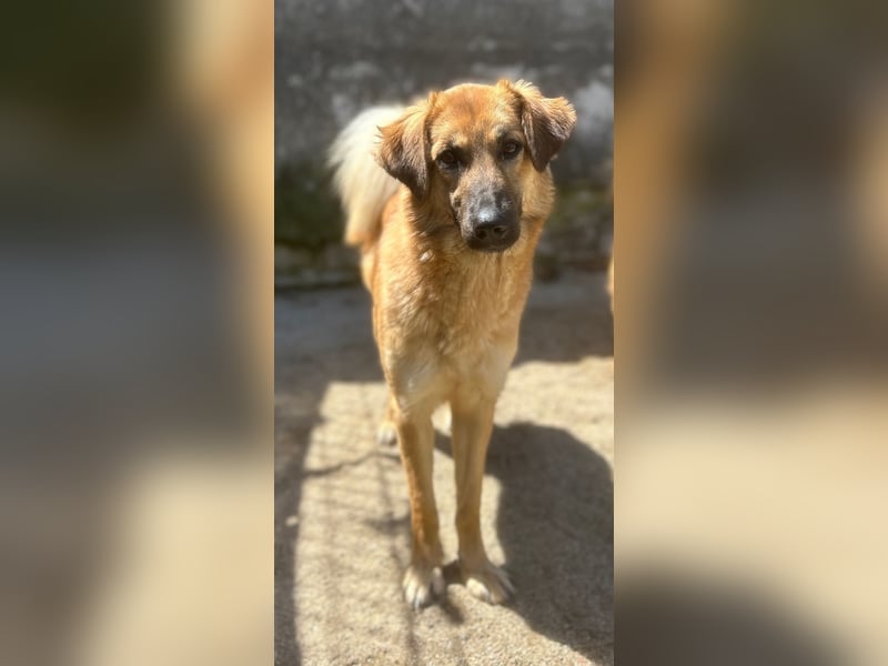 ⭐️DISSY⭐️, schöner Schatz, Hündin, 3 Jahre, 49 cm, Mischling, Tierschutz Rumänien