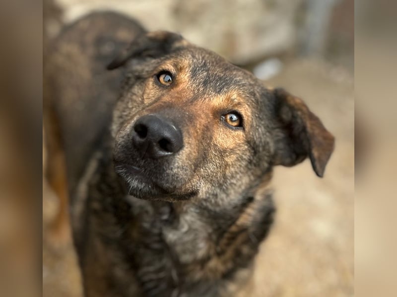 XORO, Goldstück, 1,5 Jahre, 50 cm, Mischling, Pflegestelle Hennef, Tierschutz Rumänien
