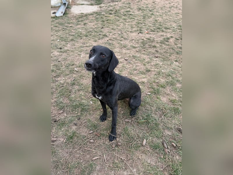 Steffi - eine tolle Hündin sucht warmes Zuhause!