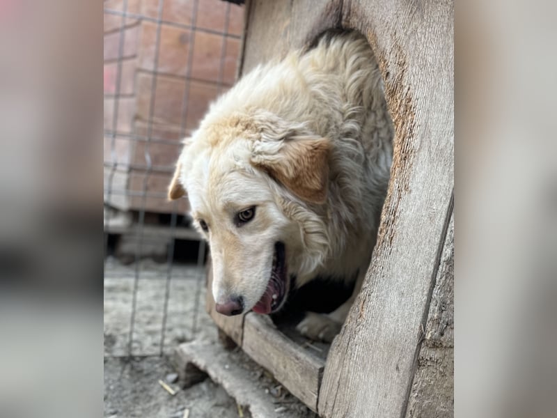 ⭐️CEDRIC⭐️, Goldschatz, Rüde, 3,5 Jahre, 50 cm, Mischling, Tierschutz Rumänien