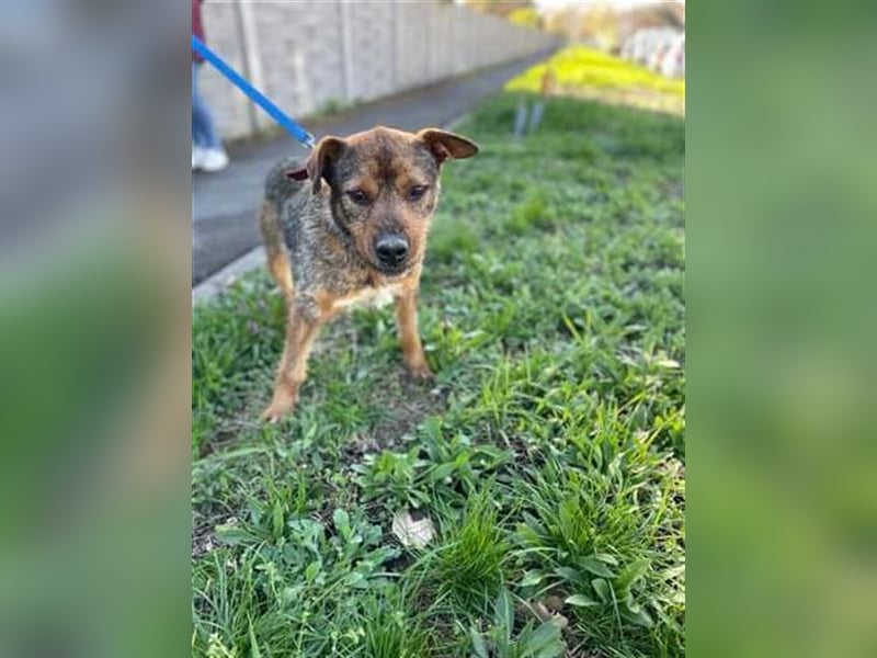 Der süße sehr liebe Thor wartet in Rumänien auf die Ausreise